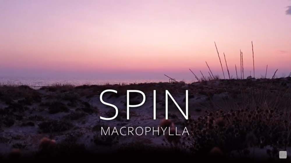 Spin